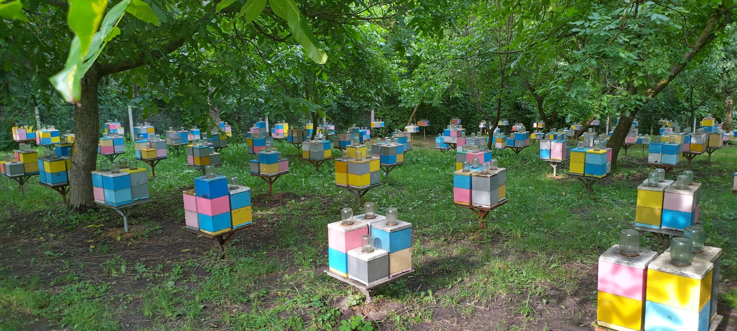 Beekeeping for people with disabilities to empower victims of armed conflict from Ukraine