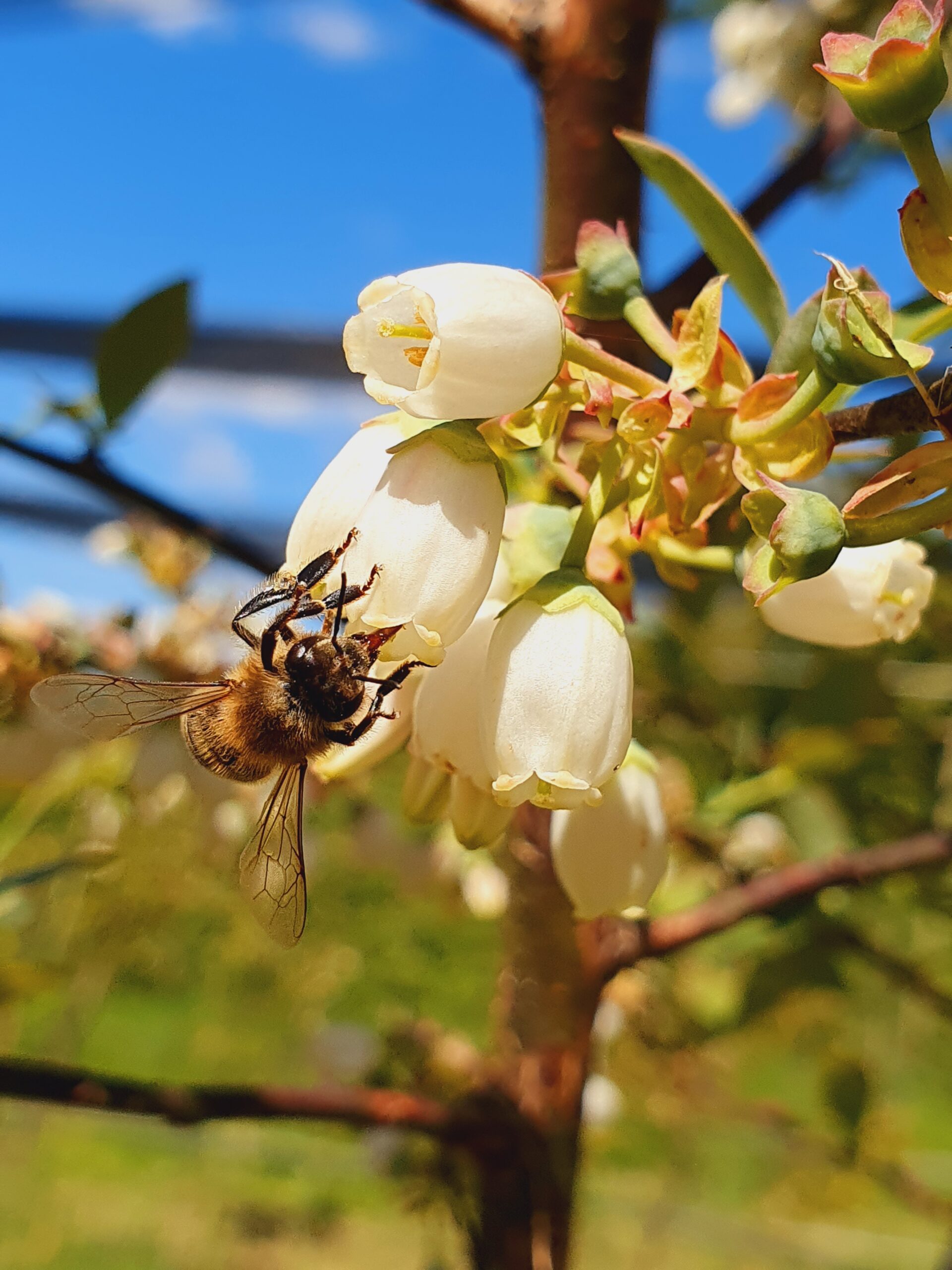 Čebelarstvo kot orodje opolnomočenja za osebe z invalidnostjo iz Ukrajine